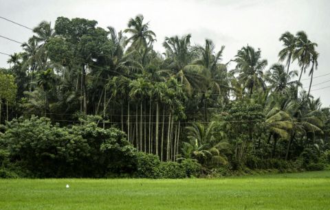 Green fields and palms in the monsoon